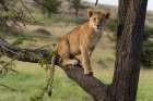 A lion cub sitting on the branch of a tree Masai Mara National Reserve-Kenya-Africa Art Print